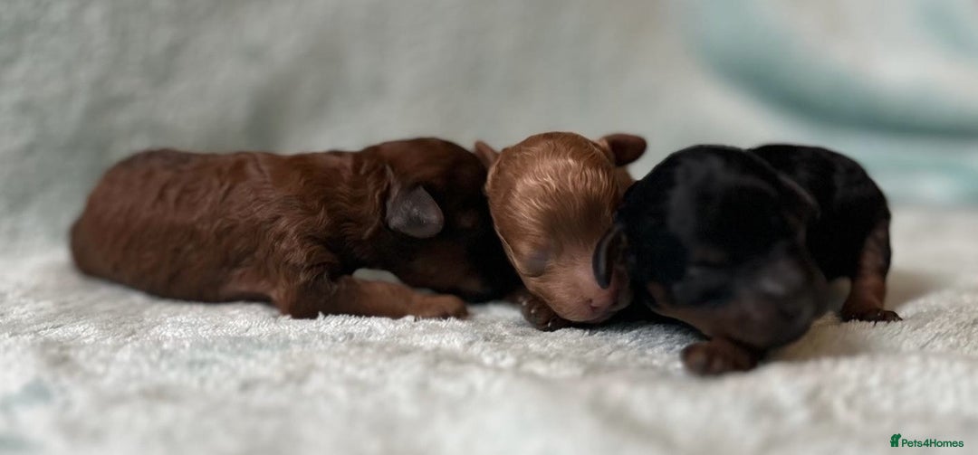 Toy Poodle dogs for sale: Possibly The Cutest Puppies Ever - Image 2