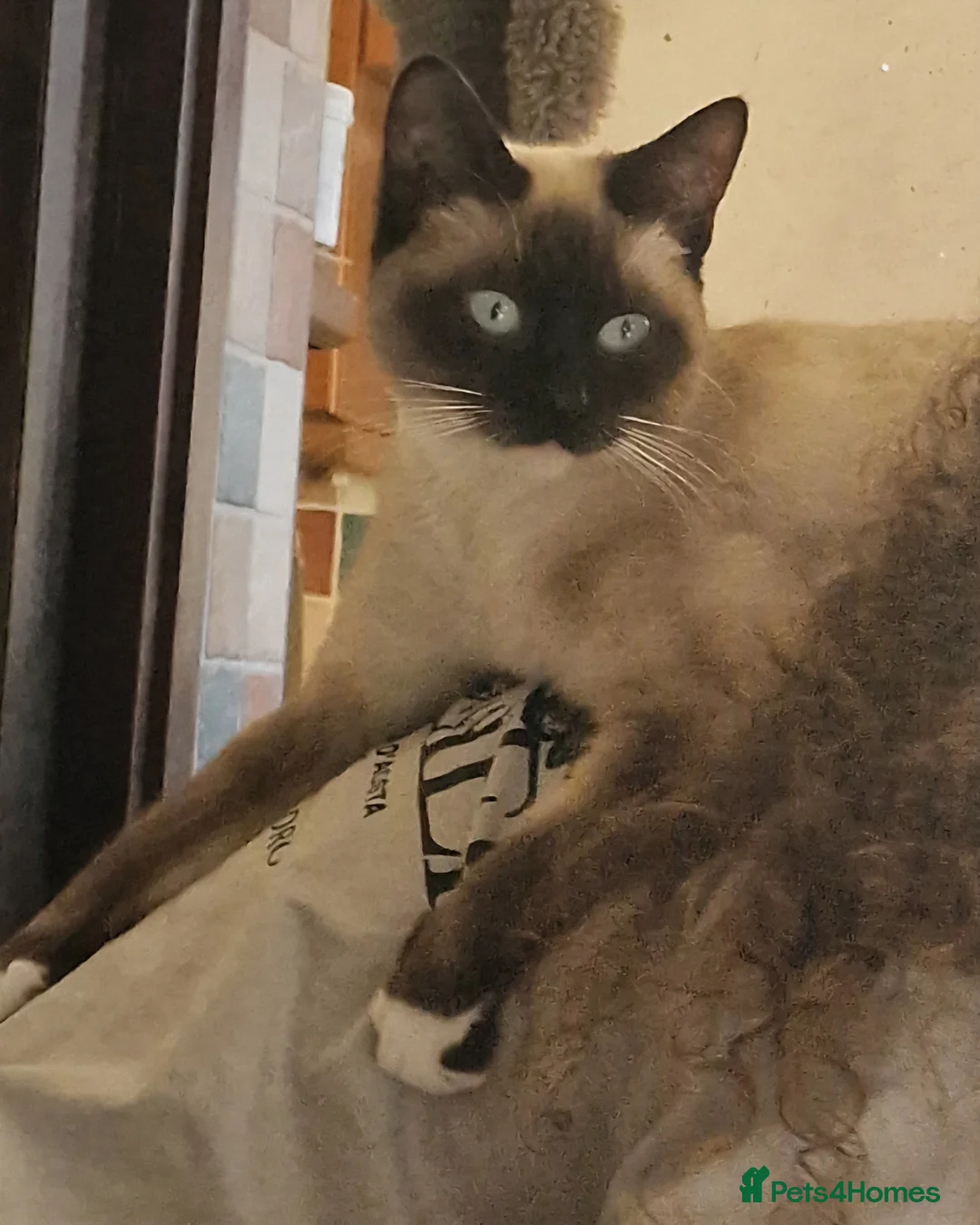 Mixed Breed cats for sale: Kittens - Advert 2
