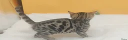 Bengal cats for sale: Beautiful Bengal kittens  - Advert 10