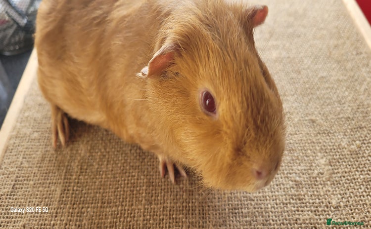 Guinea Pig rodents - Advert 9