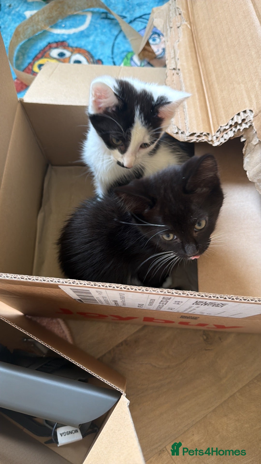 Mixed Breed cats 2 male kittens - 12 weeks old  - Advert 3