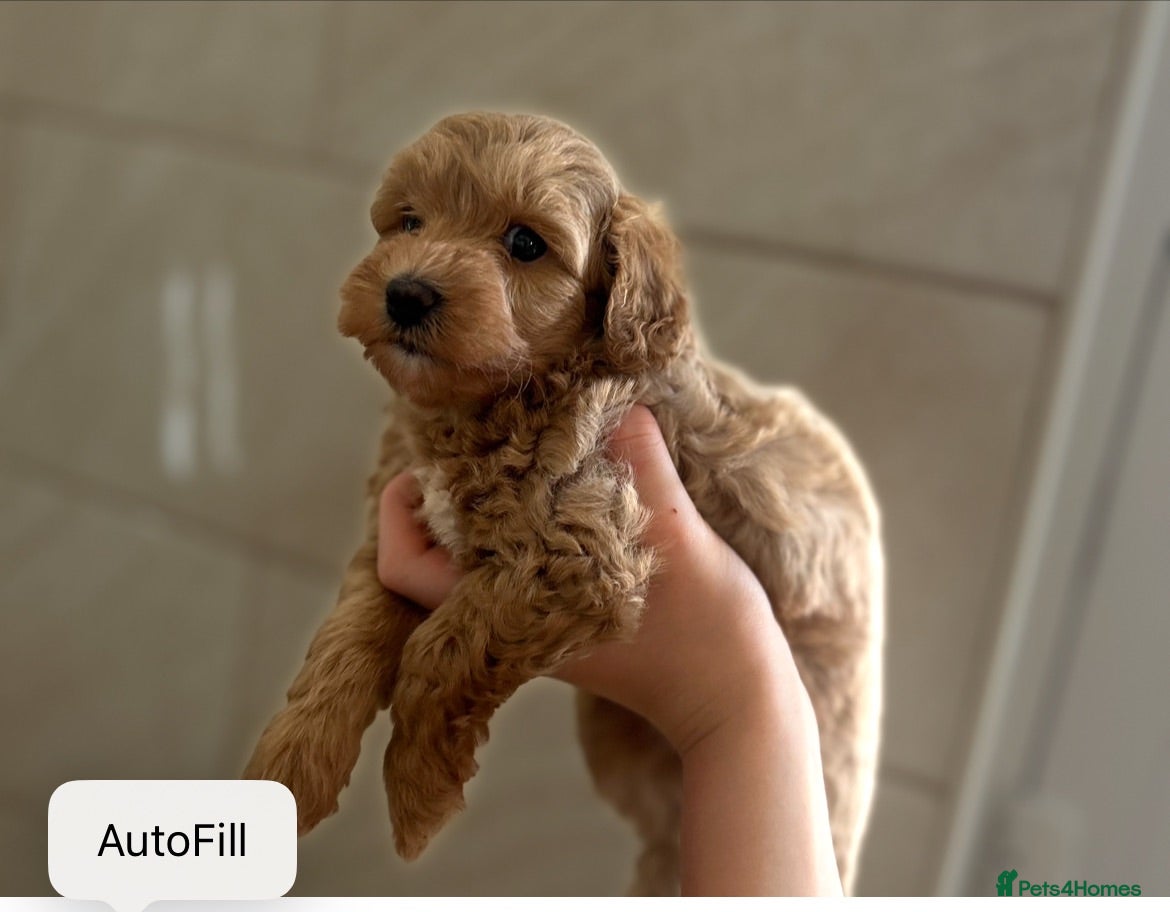 Maltipoo dogs Quality Maltipo’s wanted forever homes  - Advert 3