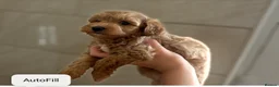 Maltipoo dogs for sale: Quality Maltipo’s wanted forever homes  - Advert 1