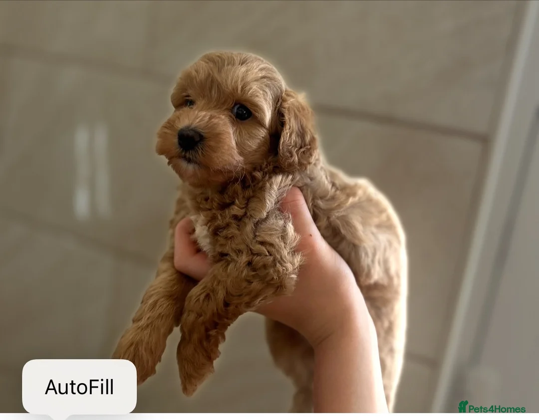 Maltipoo dogs for sale: Quality Maltipo’s wanted forever homes  - Advert 1