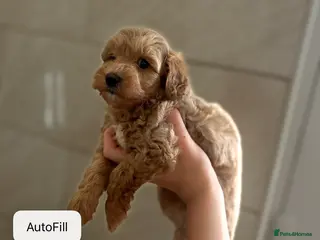 Maltipoo dogs Quality Maltipo’s wanted forever homes - Advert 4
