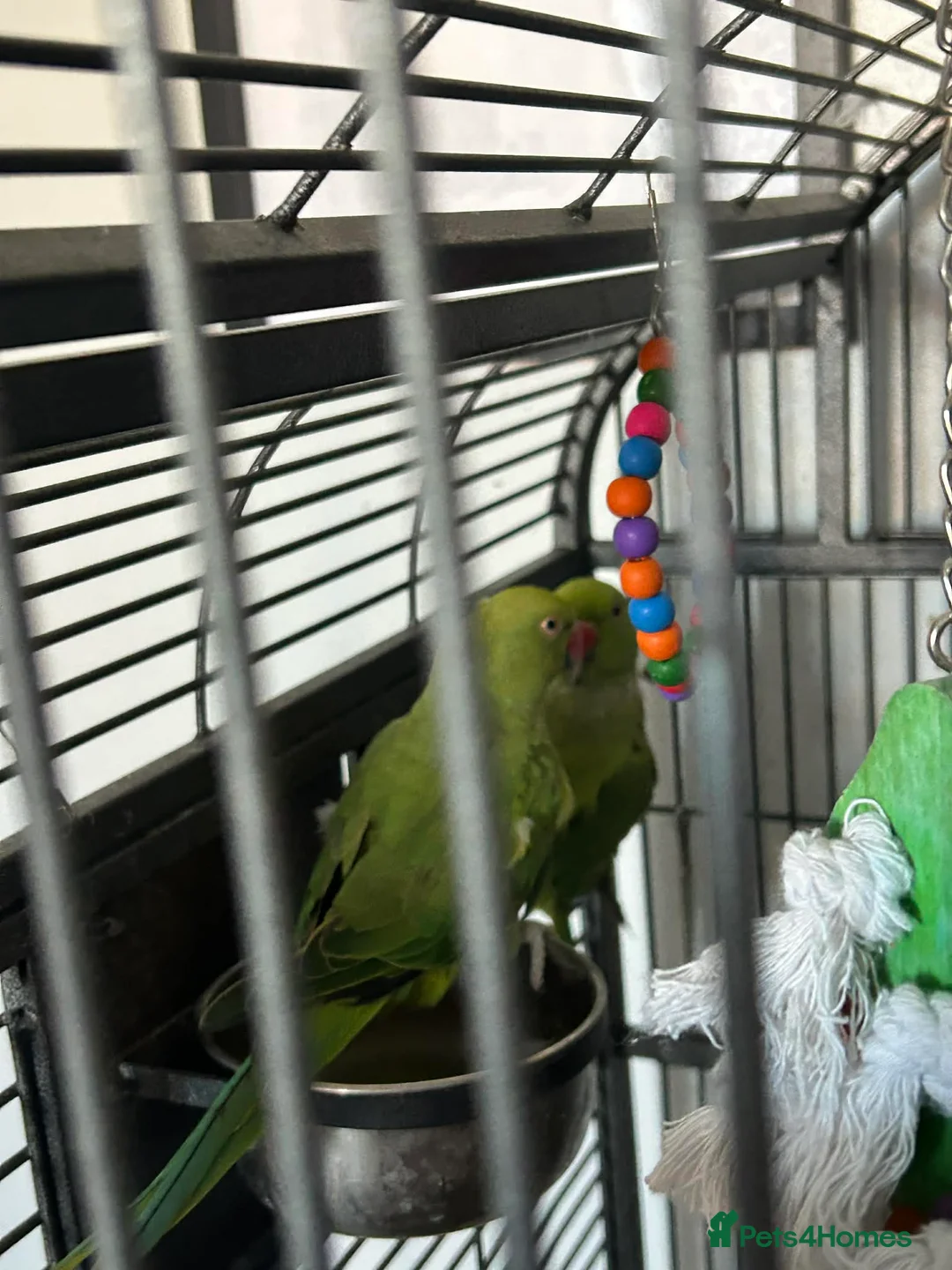 Parakeets birds for sale: Parakeets  in Swadlincote - Advert 5
