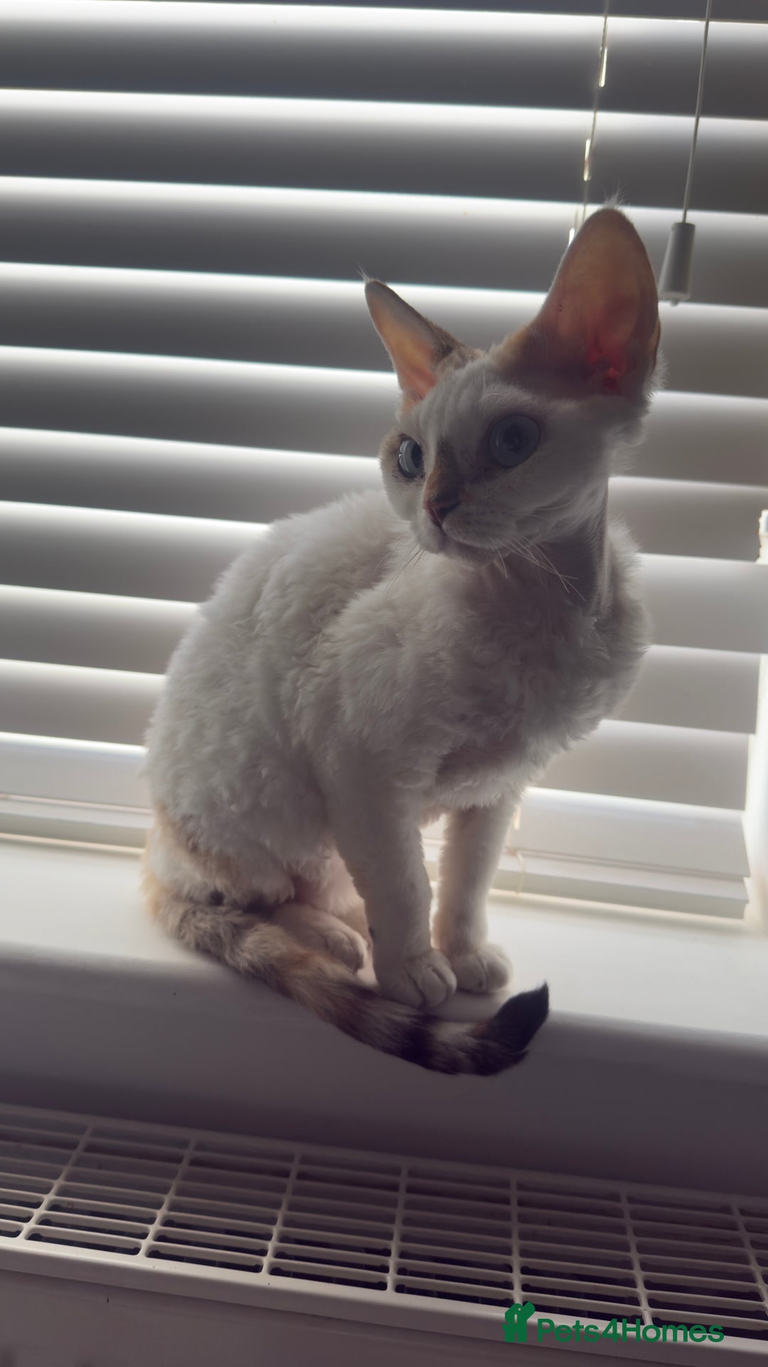 Devon Rex cats for sale: Adult champions Active registered GCCF - Advert 2
