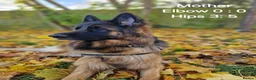German Shepherd dogs for sale: Outstanding pedigree German Shepherd Girls  - Advert 13