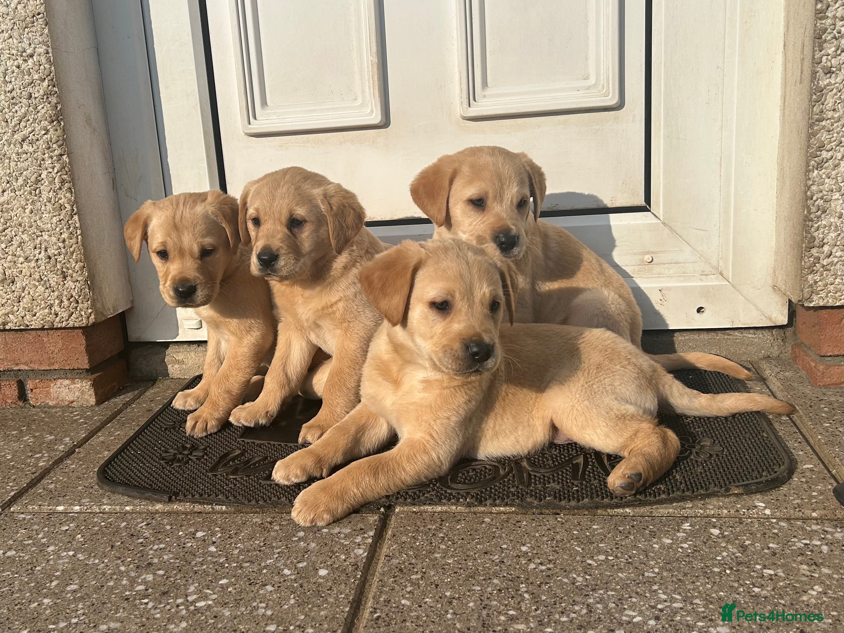 Goldador dogs Goldador pups  in Armagh - Advert 1