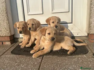 Goldador dogs Goldador pups in Armagh - Advert 1