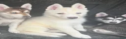 Mixed Breed dogs for sale: Husky Hybrid Puppies (Utonagans)  - Advert 5