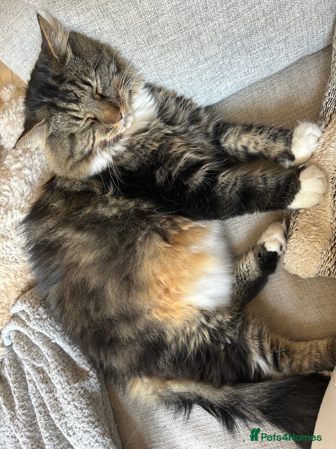 British Longhair cats for sale: Incredibly Beautiful British Longhair Male Cat - Advert 29