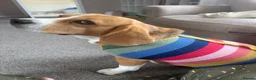 Beagle dogs for sale: Beautiful Beagle Girl Looking for forever home - Advert 3
