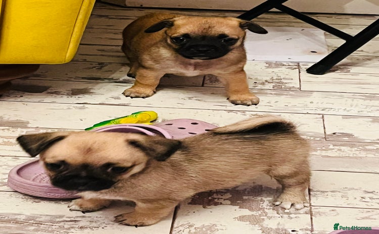Mixed Breed dogs - Advert 5