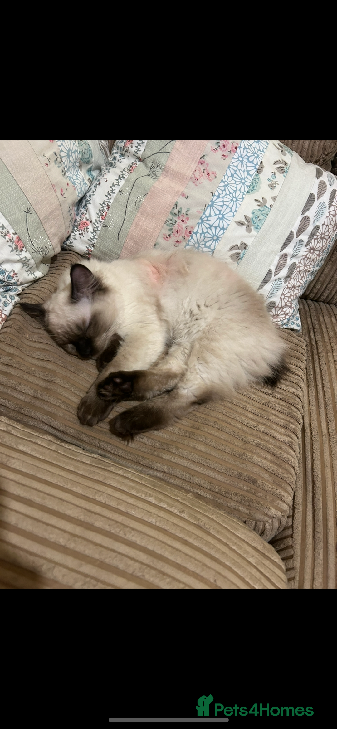 Ragdoll cats for sale: Ragdoll kittens - male - Advert 21