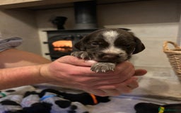 Mixed Breed dogs for sale: German wirehaired pointer x German wirehaired/Lab - Image 20