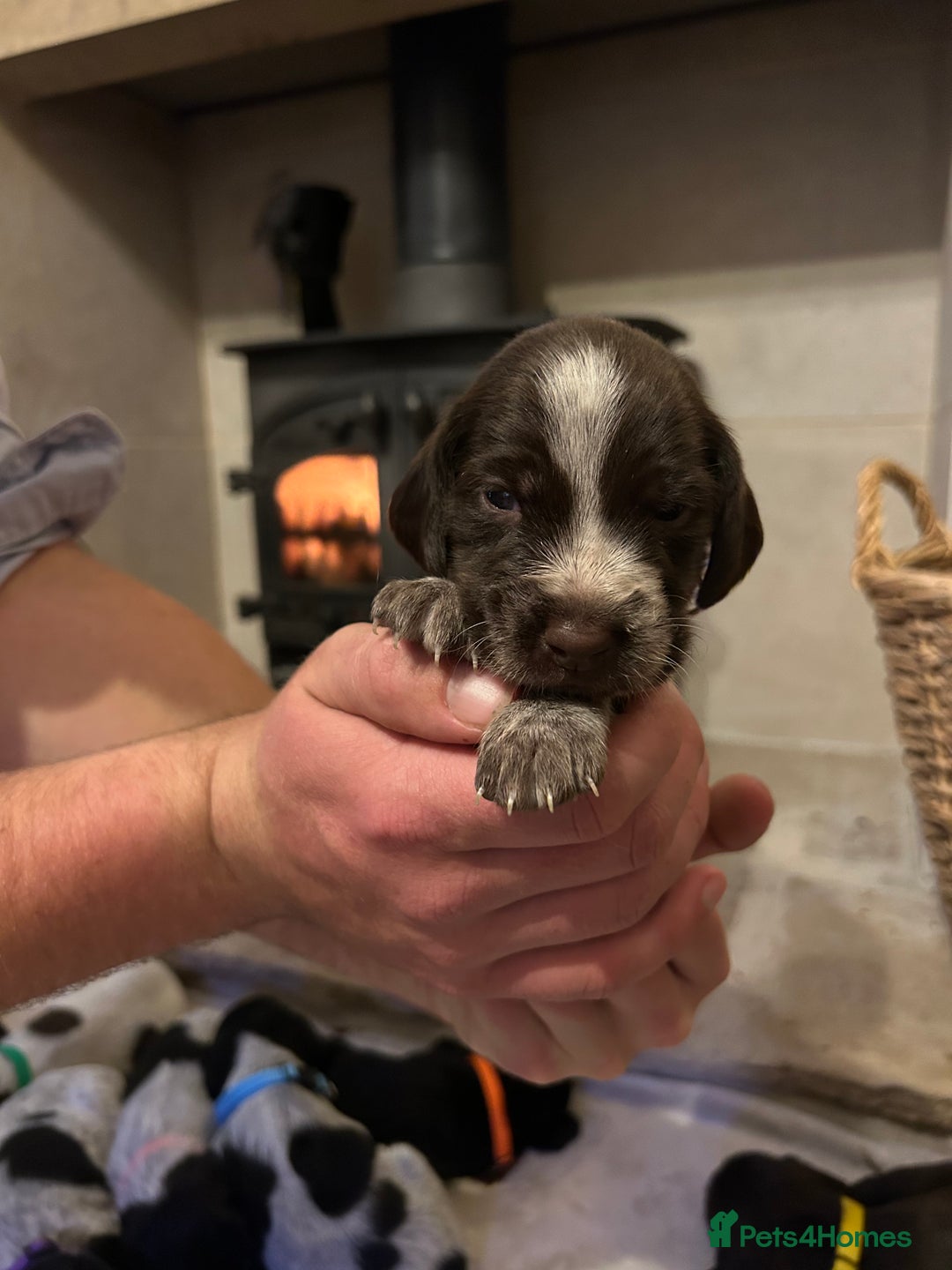Mixed Breed dogs for sale: German wirehaired pointer x German wirehaired/Lab - Image 20