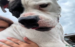 American Bulldog dogs for sale: Albie the American bulldog  - Image 3