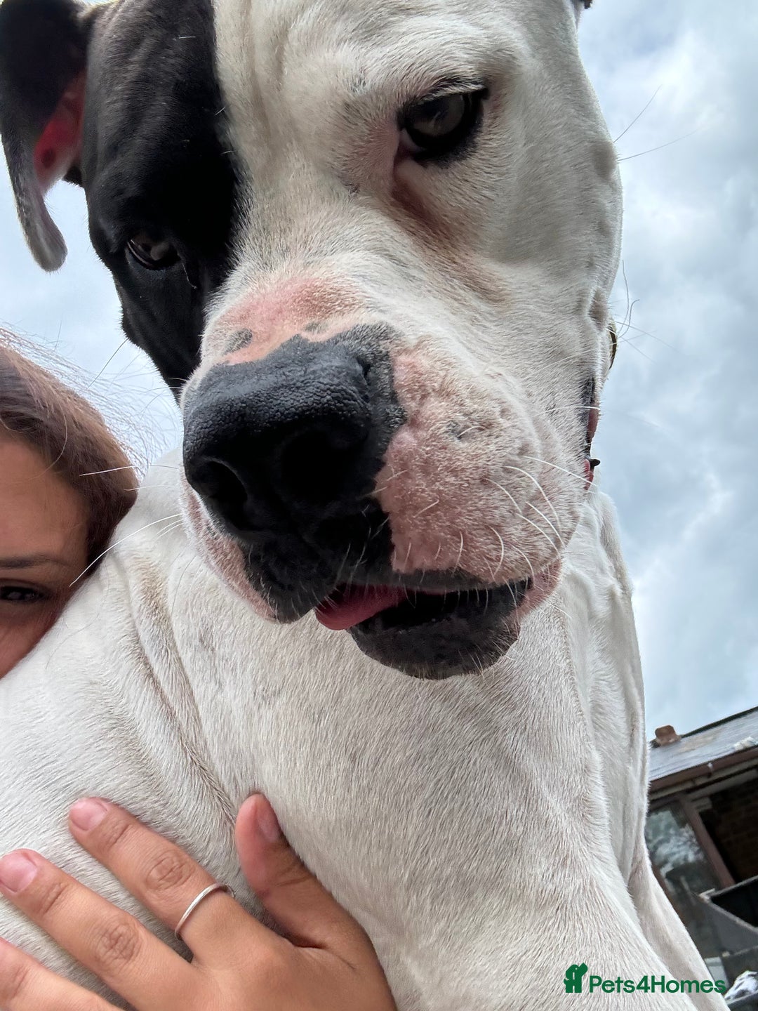 American Bulldog dogs for sale: Albie the American bulldog  - Image 3