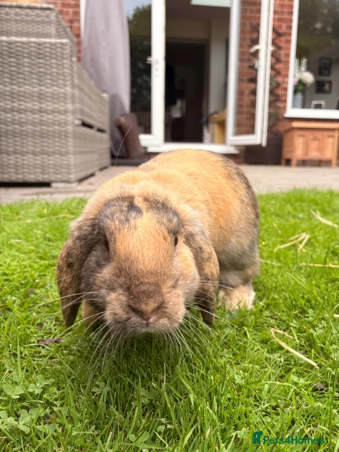 English Lop rabbits for sale: For Sale in Ilkeston - Advert 5