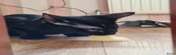 Oriental cats for sale: Oriental kittens for sale (4 ready now!) - Advert 19
