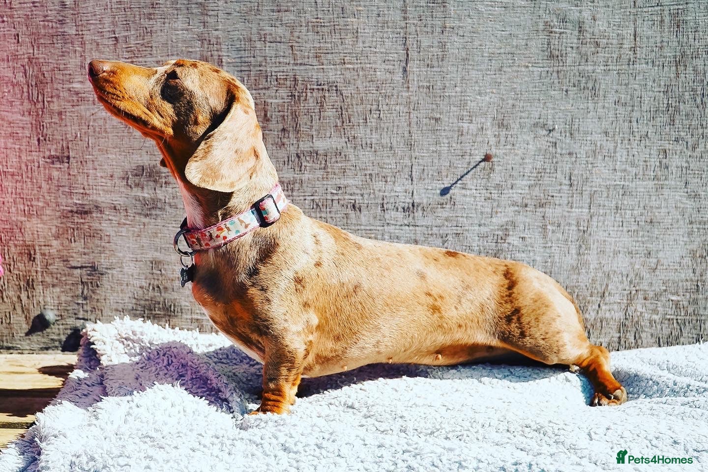 Miniature Dachshund dogs Mr & Mrs KC Miniature Dachshunds  - Advert 15