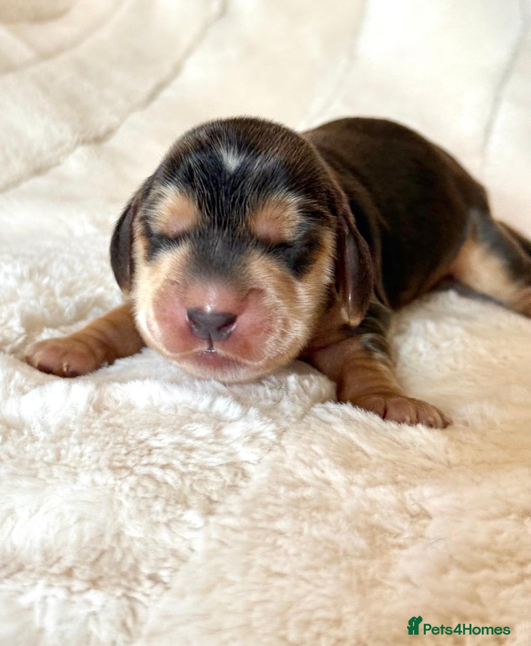 Cocker Spaniel dogs for sale: KC Reg Fully Health Tested Showline Cocker Spaniel - Image 16