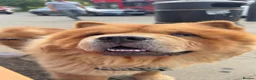 Chow Chow dogs for stud: KC registered Ralph chow chow  in Woodford Green - Advert 11