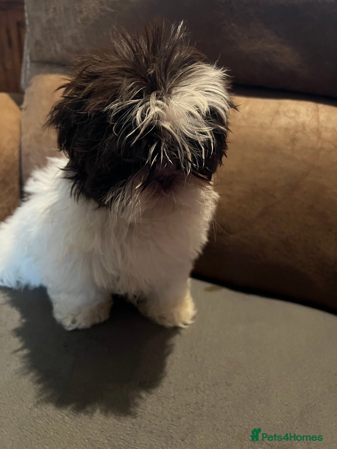 Shih Tzu dogs for sale: Imperial shih tzu pups - Advert 5