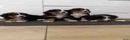 Bernese Mountain Dog dogs for sale: Bernese mountain dogs - 3 puppies left - Advert 3