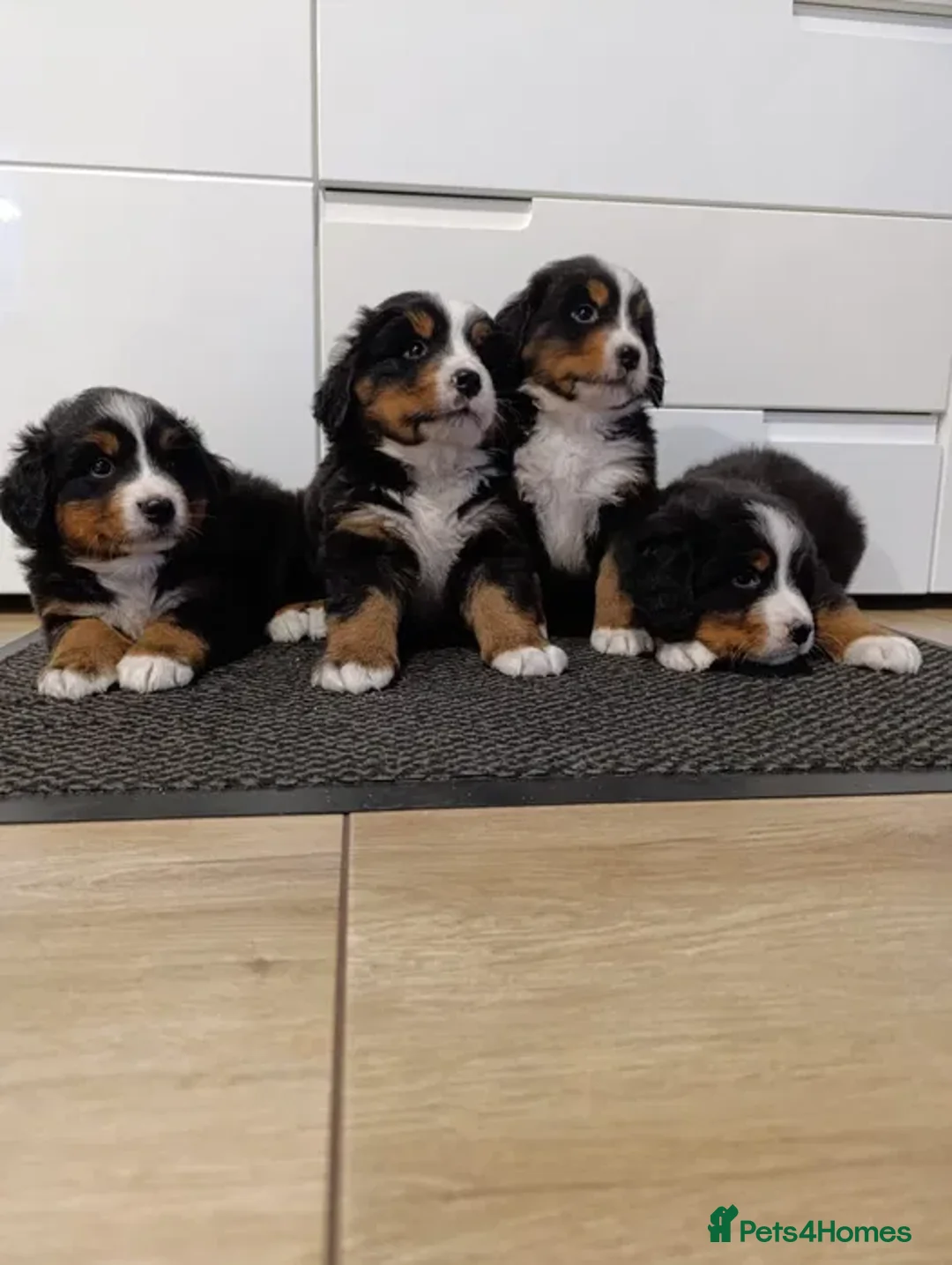 Bernese Mountain Dog dogs for sale: Bernese mountain dogs - 3 puppies left - Advert 3