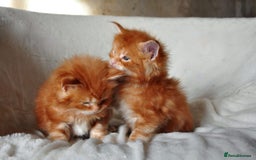 Maine Coon cats for sale: Mane Coon xxxl - Image 4