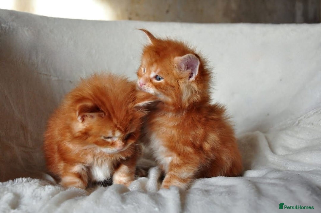 Maine Coon cats for sale: Mane Coon xxxl - Image 4
