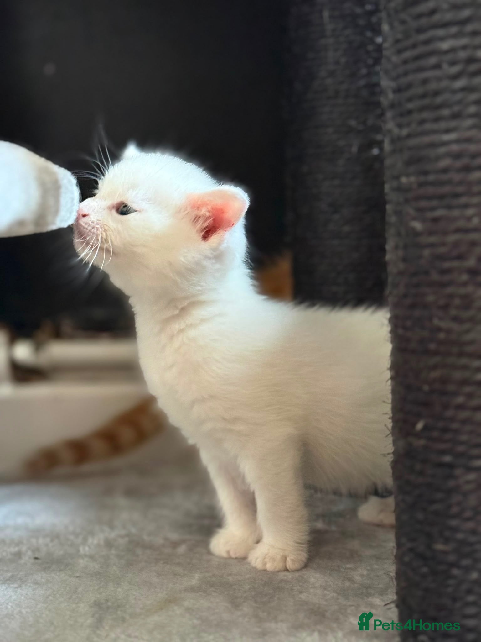 Domestic Shorthair cats Beautiful white female kitten  - Advert 7