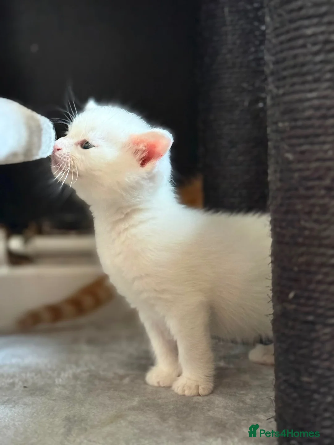 Domestic Shorthair cats for sale: Beautiful white female kitten  - Advert 1