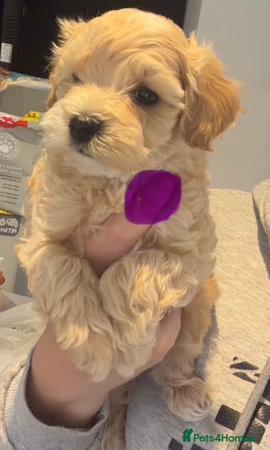 Maltipoo dogs F1 TOY maltipoos,parents dna health clear🏆blood - Advert 11