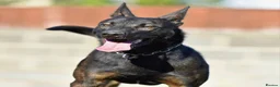Mixed Breed dogs for sale: 🔥 PH1 BULLHERDERS BREEDING 🔥 - Advert 27