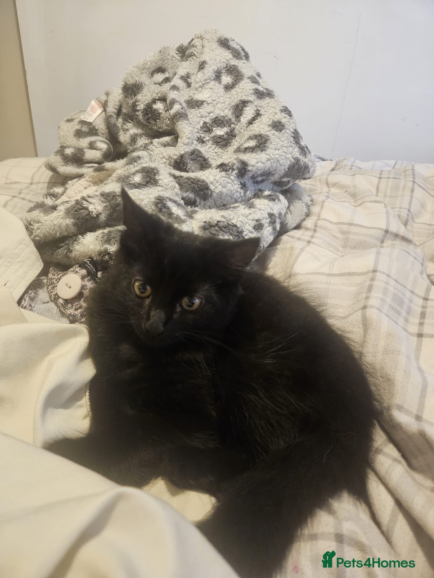 Mixed Breed cats Milo  - Advert 2