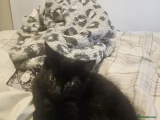 Mixed Breed cats Milo - Advert 4