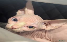 Sphynx cats for sale: Stunning Sphynx Babies seeking forever home 💕✨🐾 - Image 1