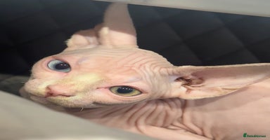 Sphynx cats - Advert 5