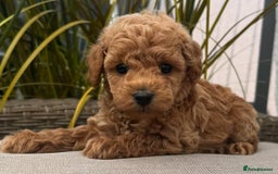Maltipoo dogs for sale:  Beautiful Toy/Mini Maltipoo Puppies! - Image 11