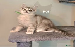 Maine Coon cats for sale: TICA Registered Show quality Maine Coon Kittens in Hull - Image 19