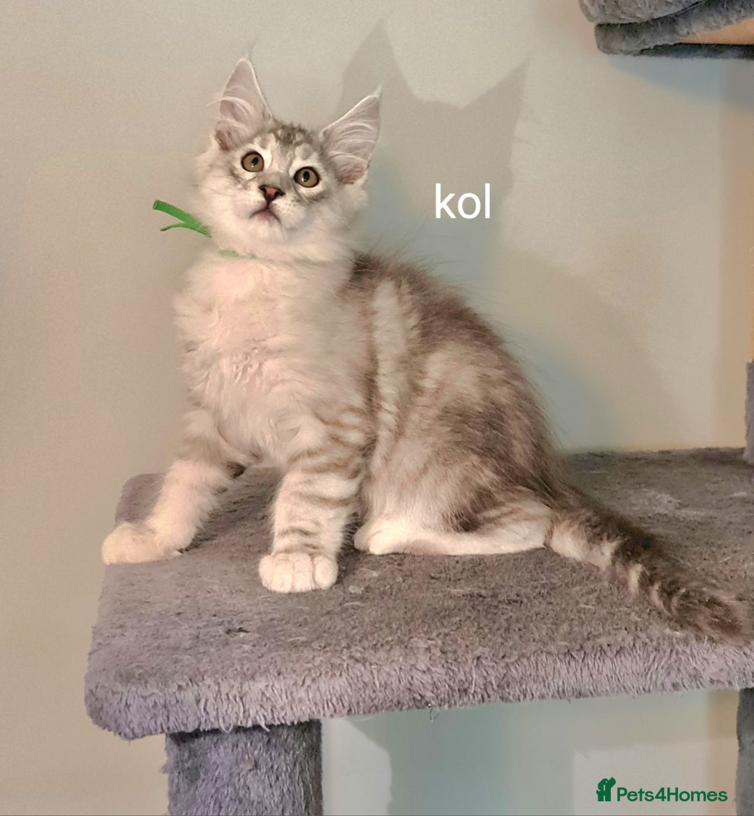 Maine Coon cats for sale: TICA Registered Show quality Maine Coon Kittens in Hull - Image 19