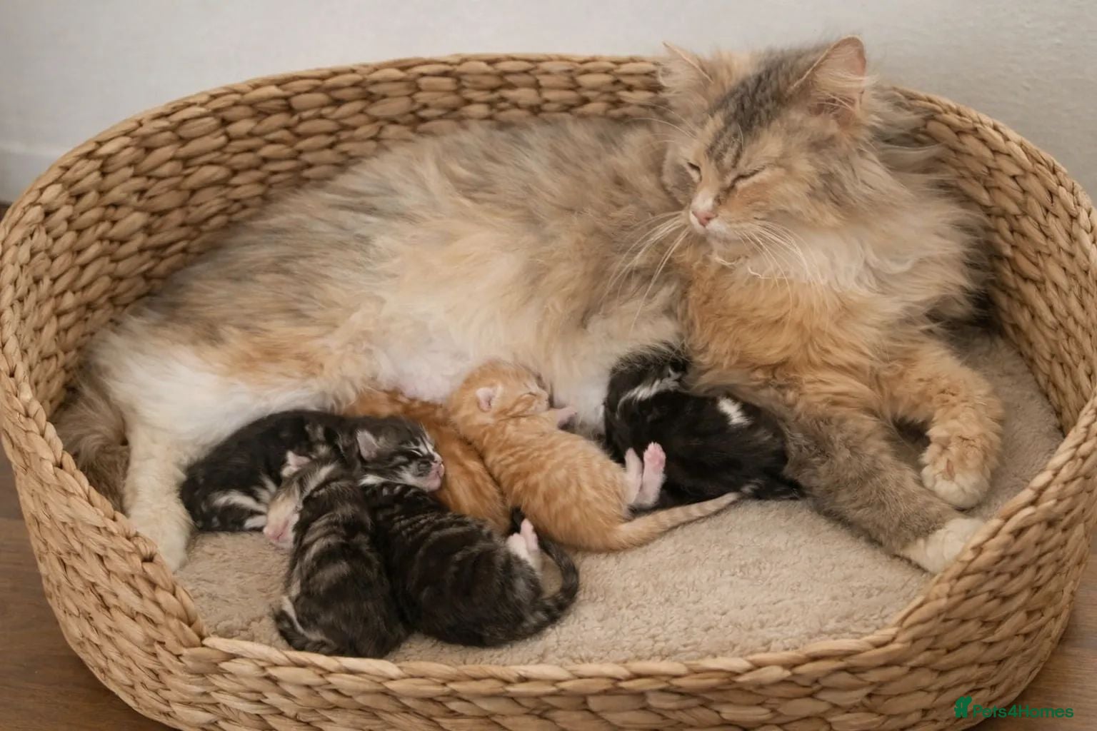 Mixed Breed cats Domestic longhair with Maine Coon features - Advert 16