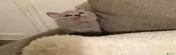 Russian Blue cats for sale: Beautiful Russian Blue/British Shorthair Kittens  in Wimborne - Advert 30