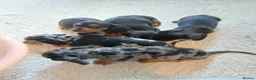Dachshund dogs for sale: Dashound in Bolton - Advert 3