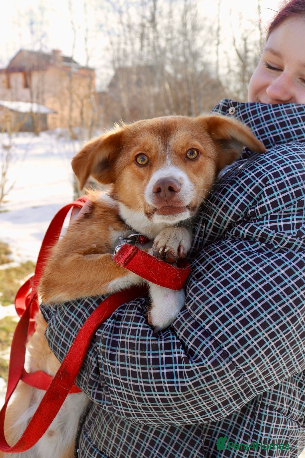 Mixed Breed dogs ❤️🐶 RED – A Little Adventurer With A Big Heart 🐶 - Advert 2