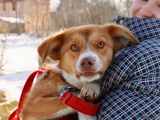 Mixed Breed dogs ❤️🐶 RED – A Little Adventurer With A Big Heart 🐶 - Advert 2