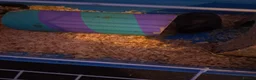 Guinea Pig rodents for sale: Pair male guinea pigs with cage - Advert 4